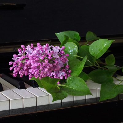 lilac-5281763_1280 lilac-5281763_1280